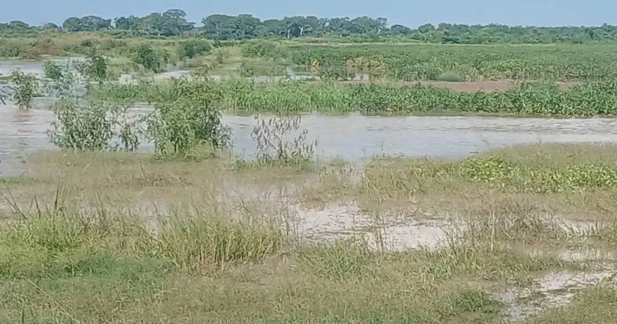 Un paisaje natural con áreas anegadas y vegetación verde.
