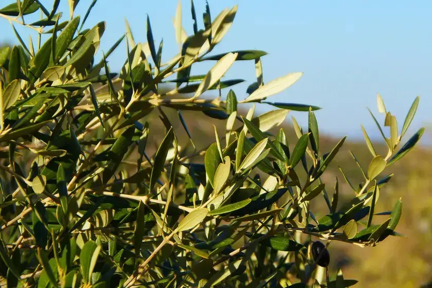 Rama de olivo con hojas verdes y cielo azul de fondo.