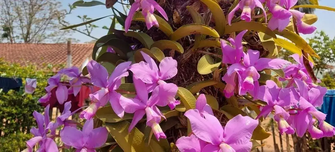 Orquídeas en Concepción