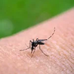 Mosquito Aedes aegypti, portador de enfermedades como dengue, chikungunya y zika