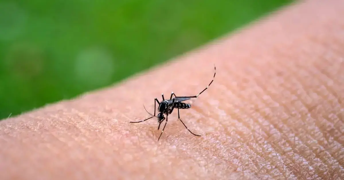 Mosquito Aedes aegypti, portador de enfermedades como dengue, chikungunya y zika