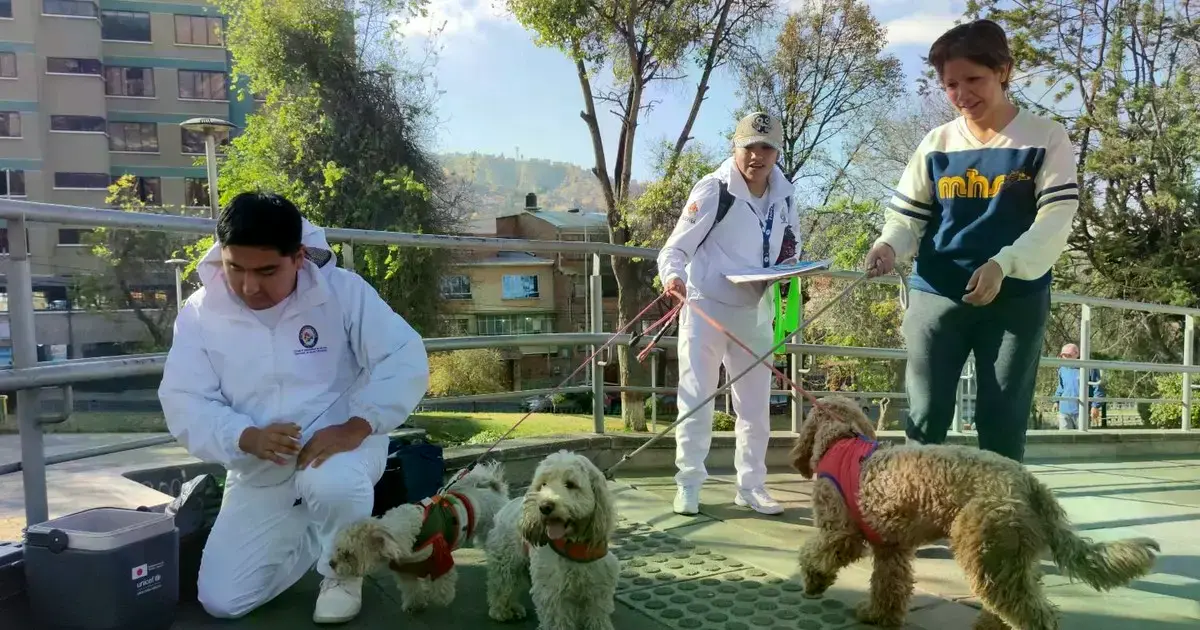 Perros siendo vacunados contra la rabia canina