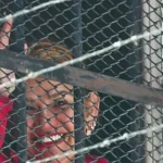 La expresidenta Jeanine Áñez saluda desde una de las ventanas del Centro de Orientación Femenina de Miraflores