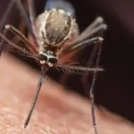 La malaria se propaga a través de mosquitos infectados