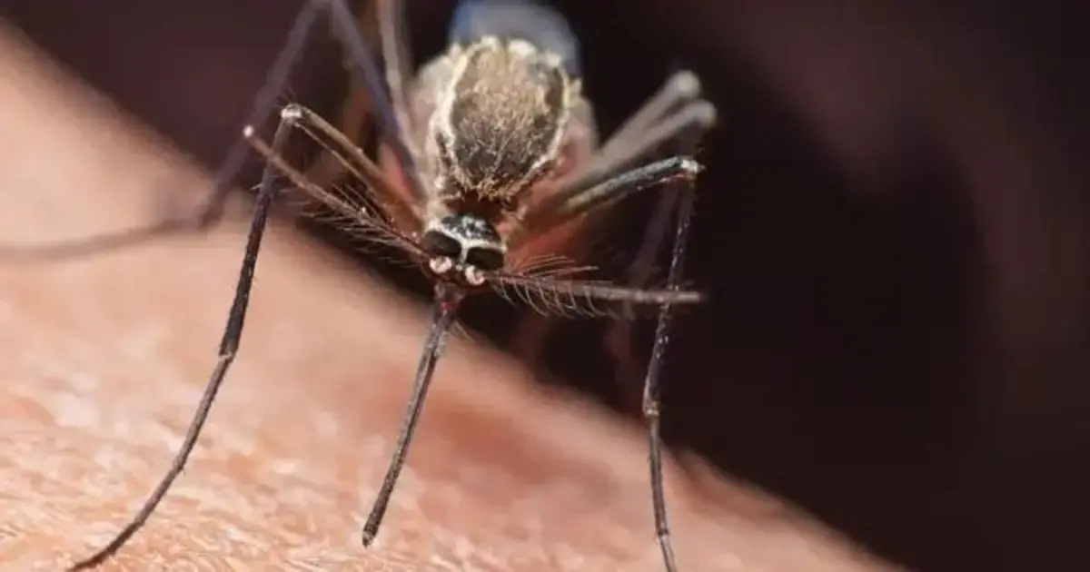 La malaria se propaga a través de mosquitos infectados
