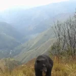 Oso jucumari captado en Yungas
