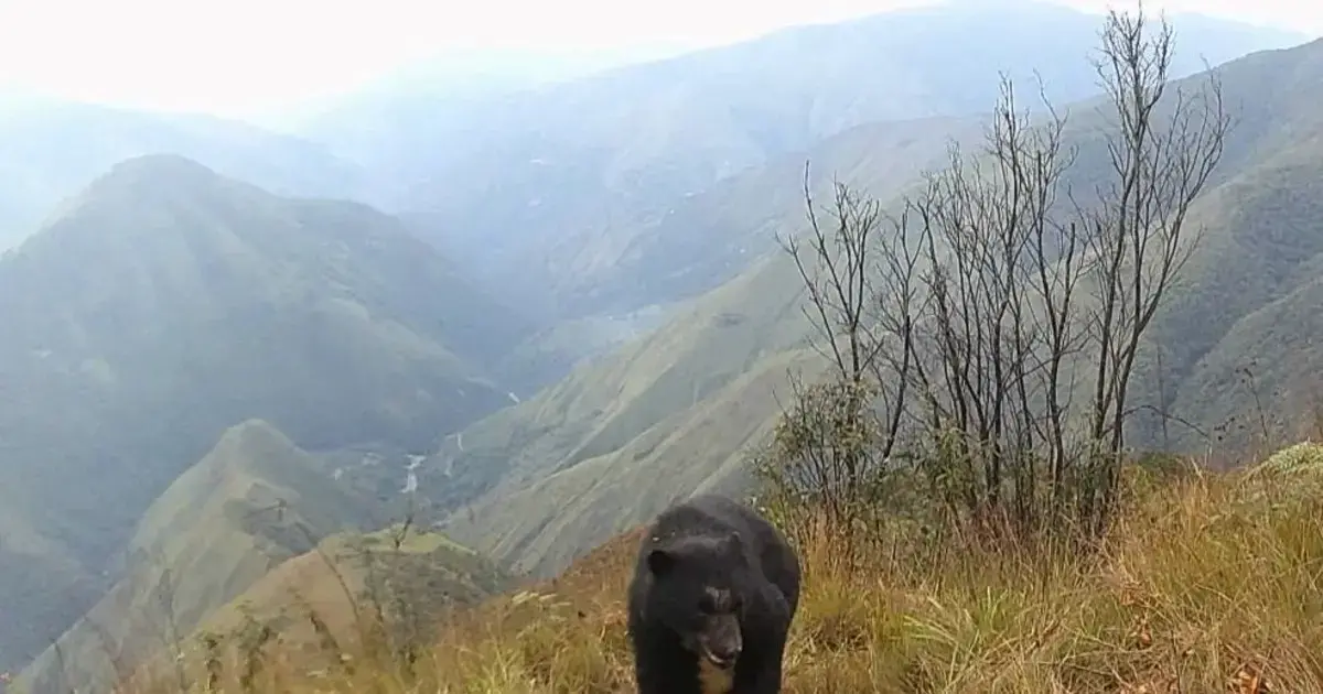 Oso jucumari captado en Yungas