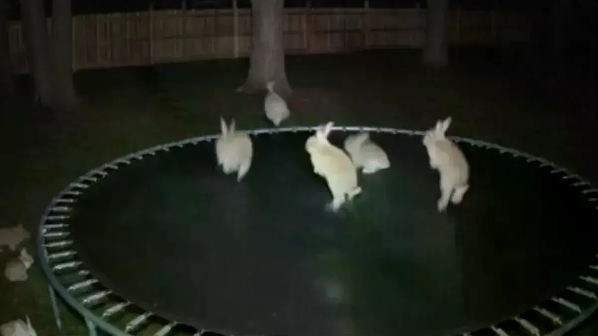 Imagen de conejos saltando en un trampolín generada por IA