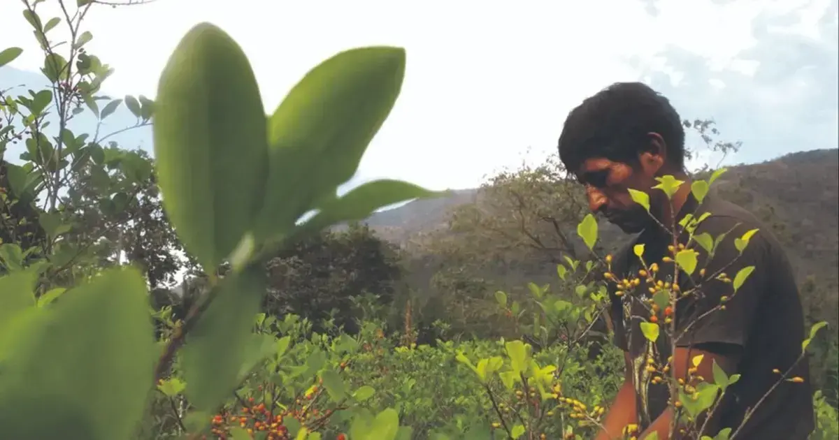 Productor de coca en la cosecha de la hoja sagrada en los Yungas.