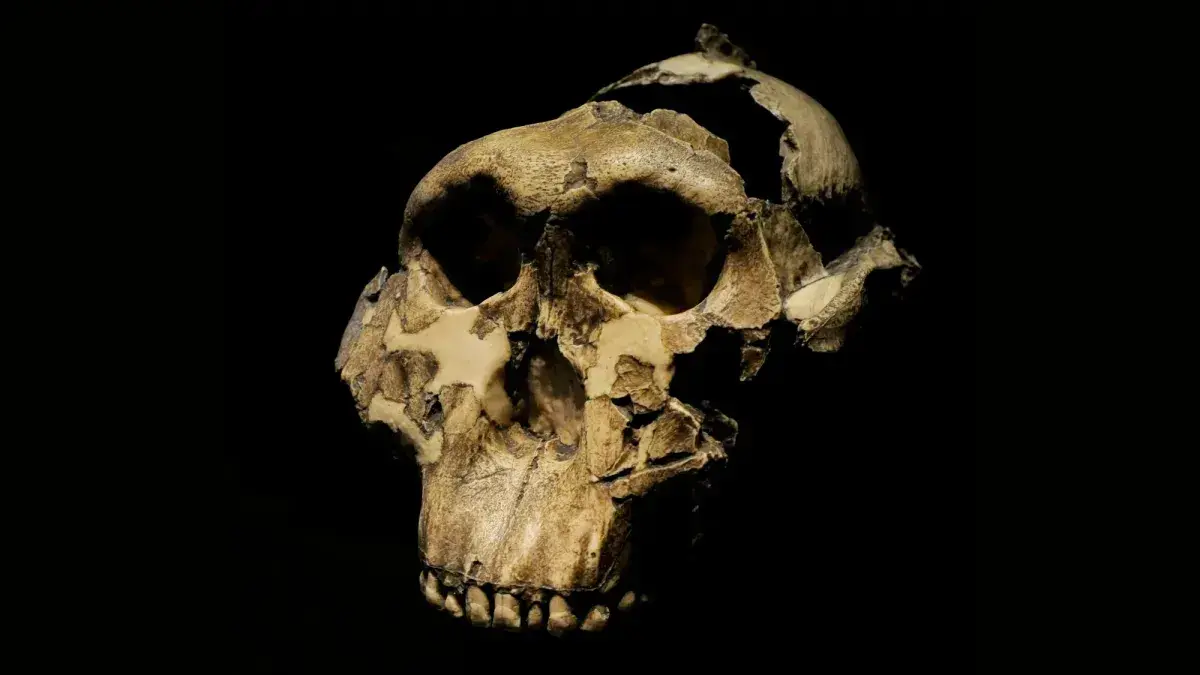 Reproducción de un cráneo de Paranthropus boisei adulto de 1,8 millones de años.