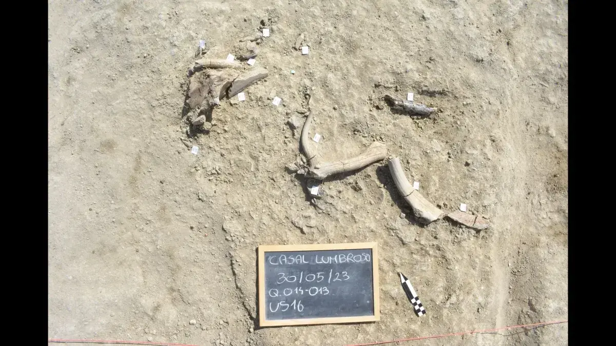 Recreación del Palaeoloxodon antiquus, el elefante de defensas rectas