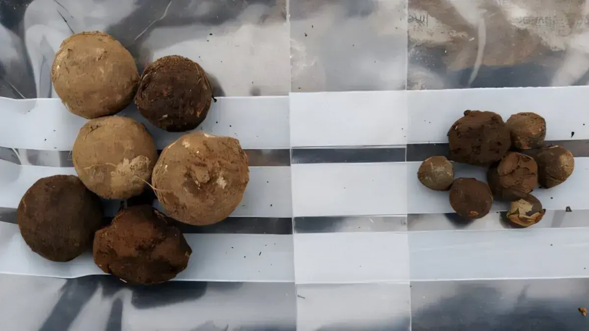 Proyectiles de mosquete y cañón encontrados en Culloden