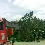 Dos de los tres árboles derribados por los vientos, cayeron en la vía pública