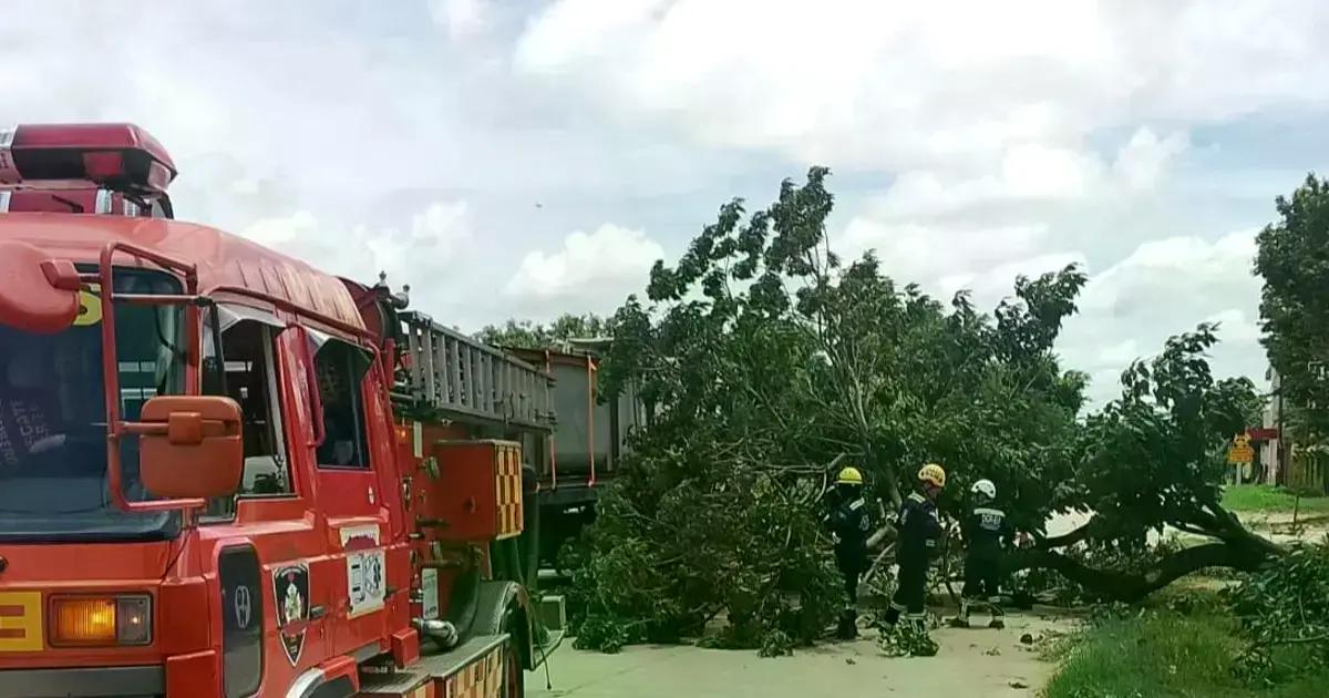 Dos de los tres árboles derribados por los vientos, cayeron en la vía pública