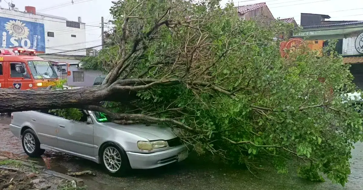 Árbol caído sobre un automóvil en la avenida Melchor Pinto