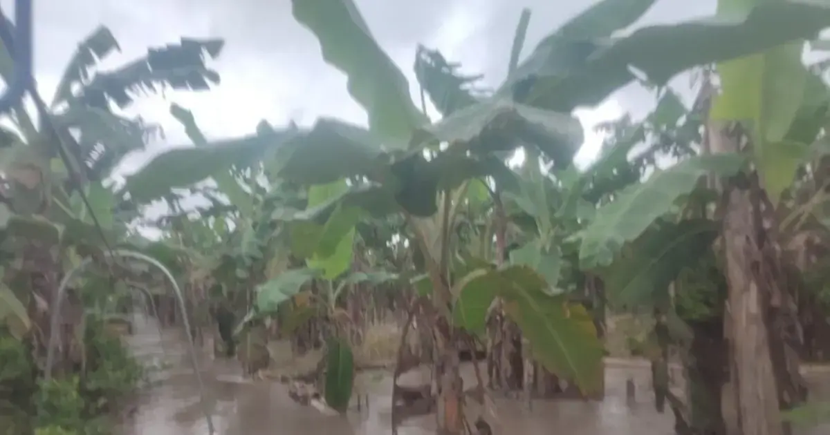 Las plantaciones de banana están bajo el agua