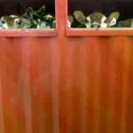 Vacas trasladas por mar