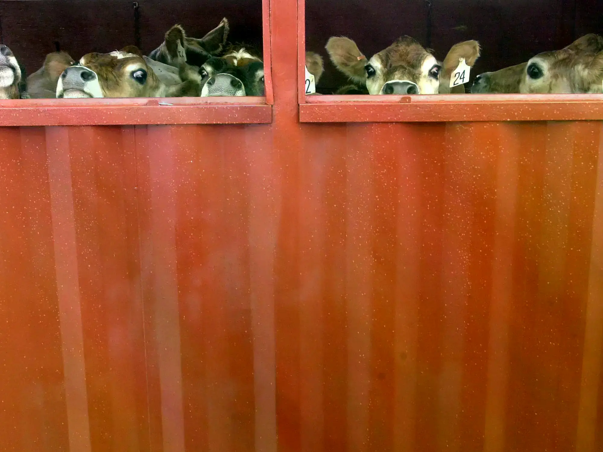 Vacas trasladas por mar