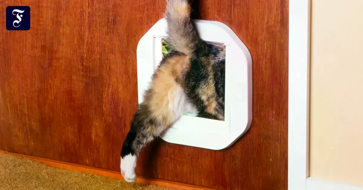 La gata quiere presentar su presa
