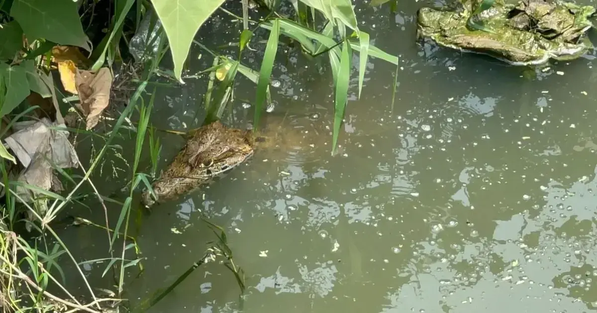 Lagarto encontrado en un canal de desagüe