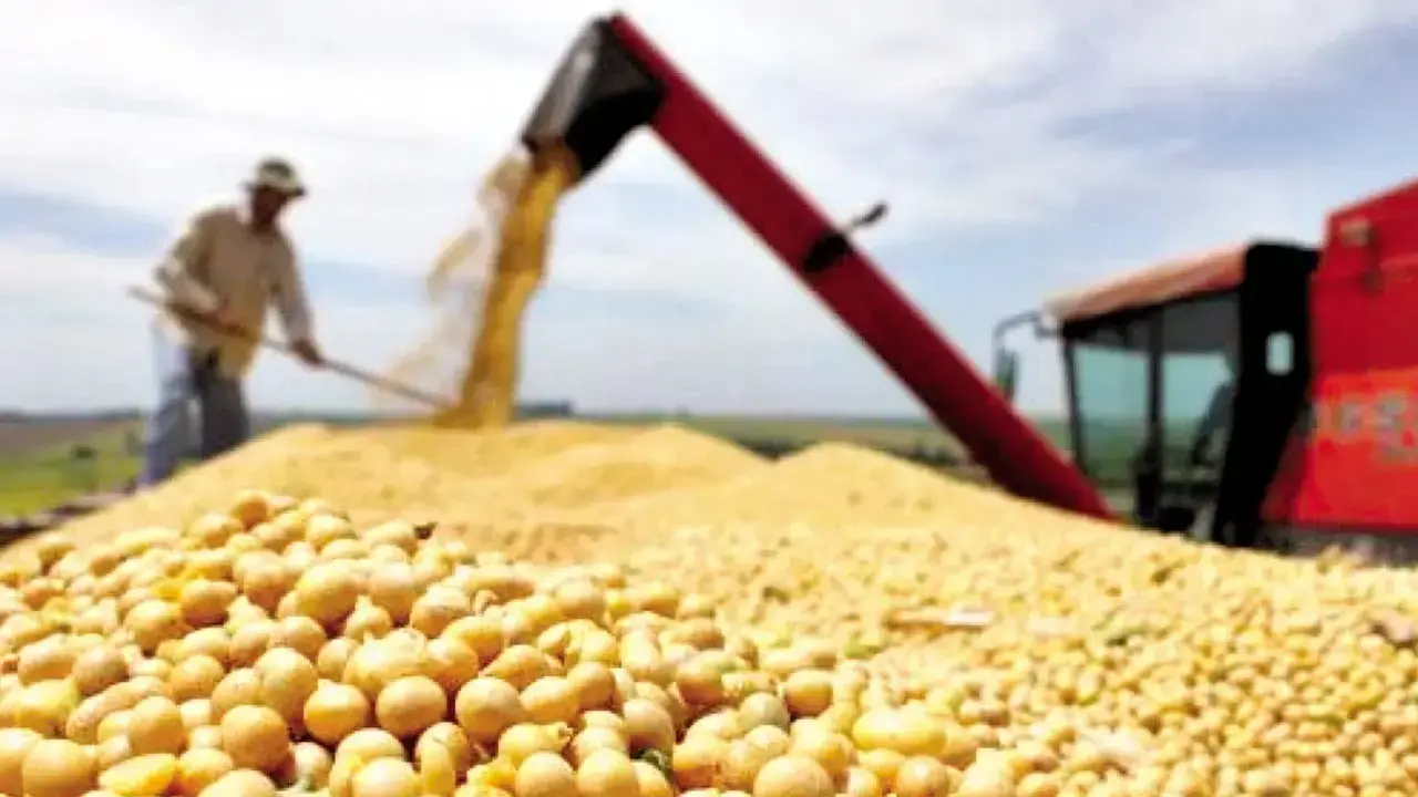 Producción agropecuaria de soya en Santa Cruz.