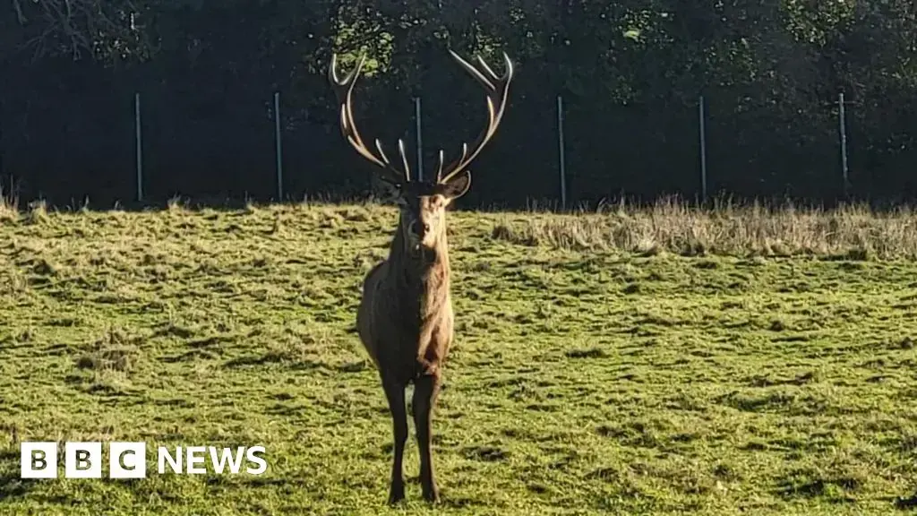El ciervo de ocho años era parte de la manada en Newbridge Demesne, Donabate