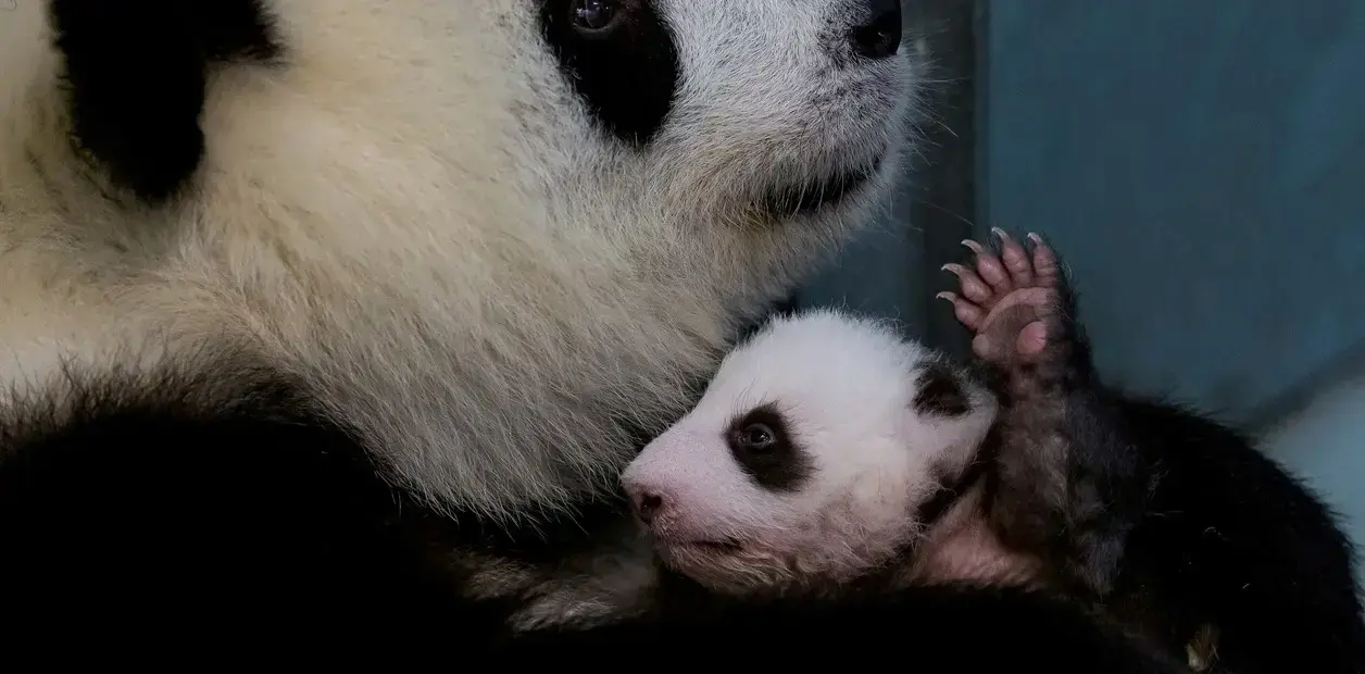Un oso Panda con su cría.