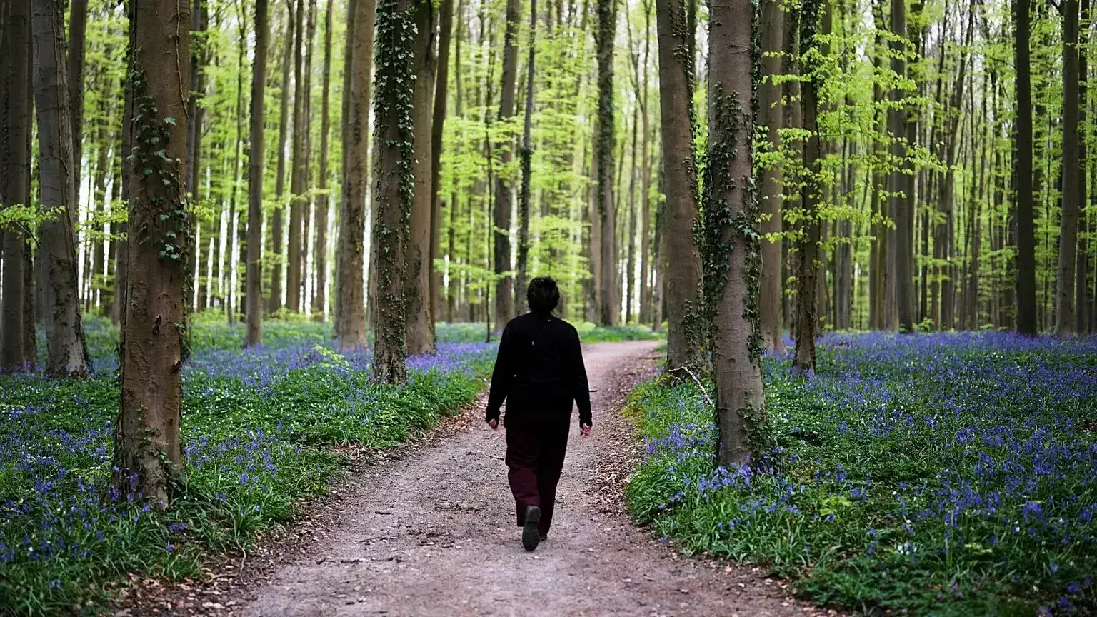 Una mujer camina por un sendero con campanillas en el bosque de Hallerbos, al sur de Bruselas, Bélgica.
