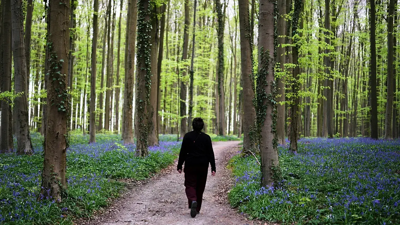 Una mujer camina por un sendero con campanillas en el bosque de Hallerbos, al sur de Bruselas.