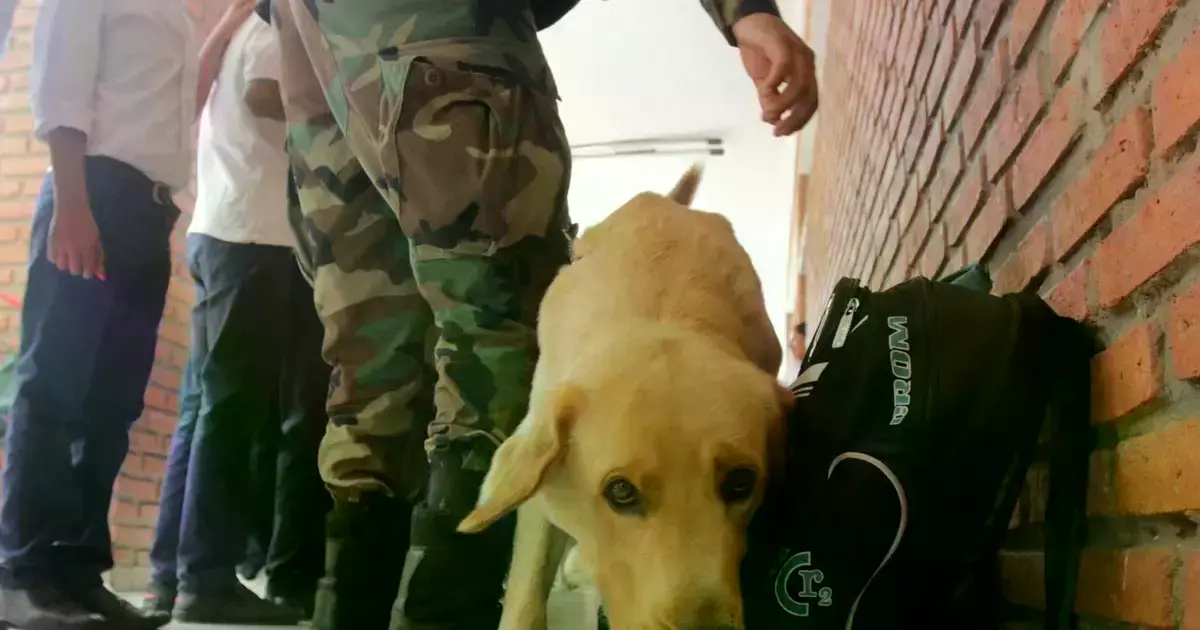 Operativo policial en establecimientos educativos con canes entrenados