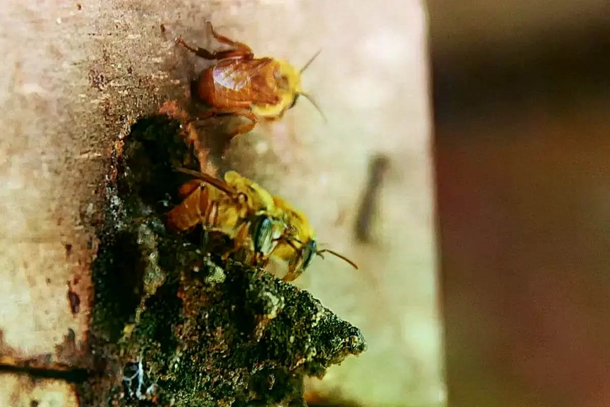 Daniel Santiago, investigador de Embrapa, extrae propóleo de una colmena de abejas sin aguijón.