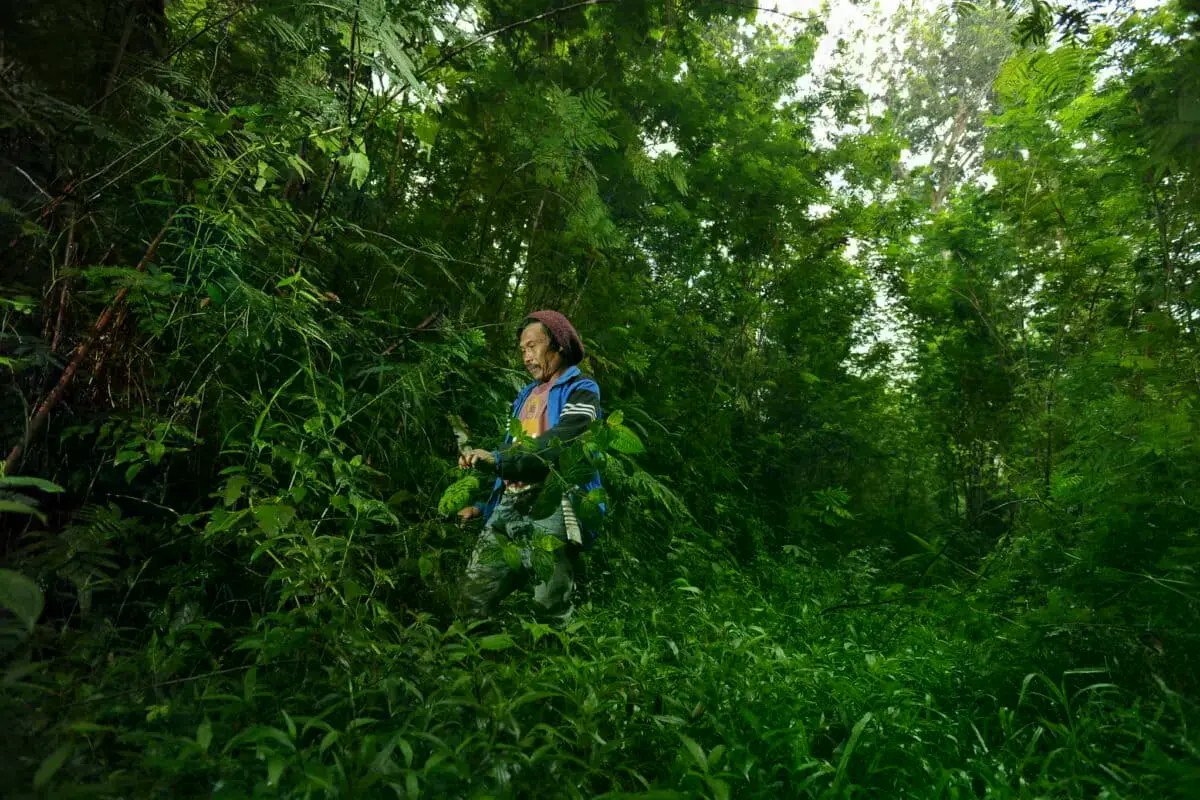 Un hombre corta ramas muertas para leña en el monte Gede, Indonesia.