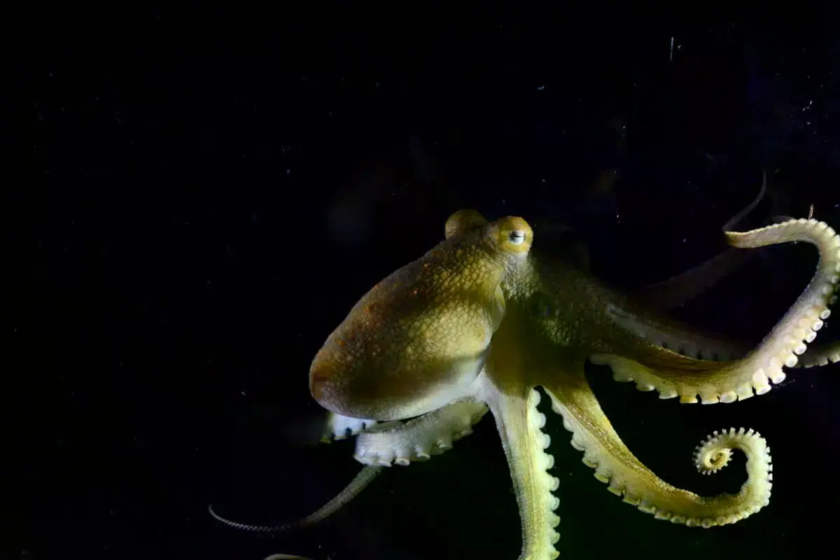 El pulpo de dos manchas de California (Octopus bimaculoides).