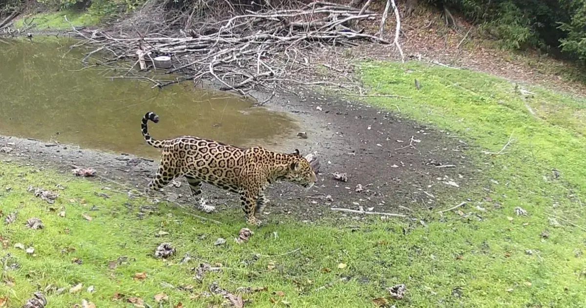 Instituciones buscan la conservación del jaguar