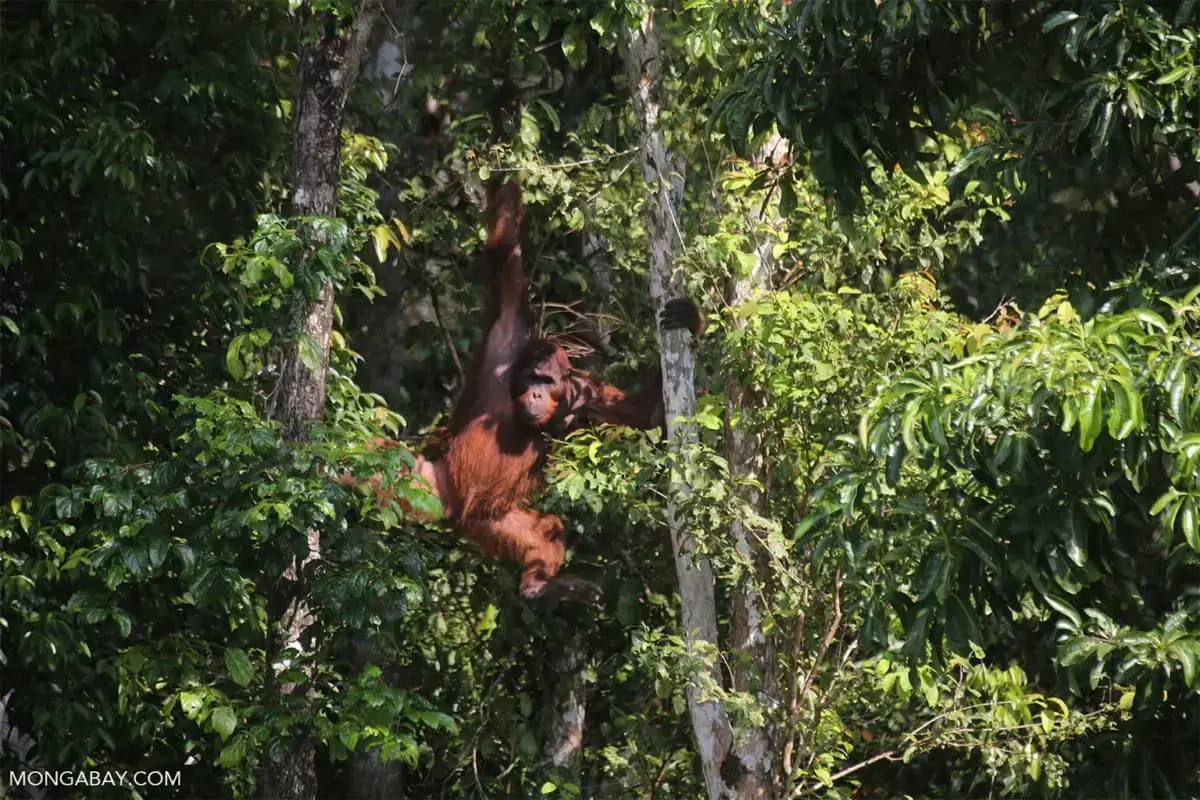 Un orangután de Borneo en el bosque.