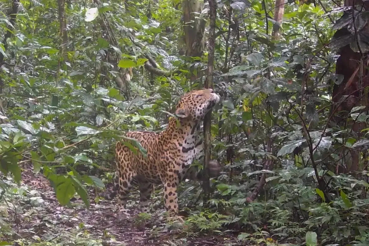 Un jaguar rascándose en una rama, captado por una cámara trampa en Sani Isla.