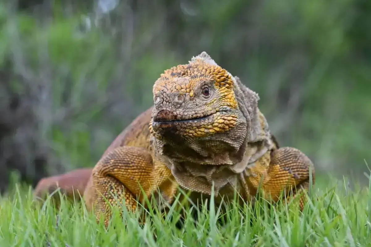 Una iguana terrestre de Galápagos en la isla Seymour Norte.