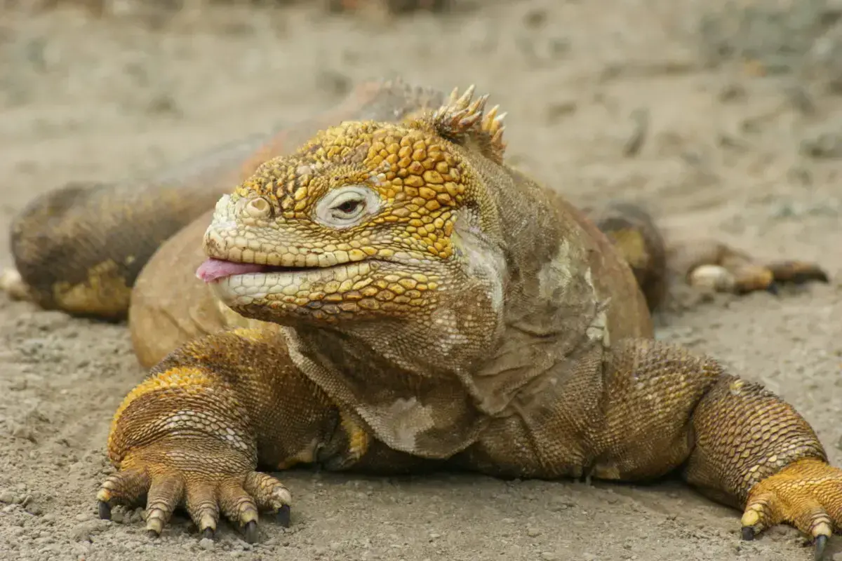 Iguana marina de Galápagos, una especie endémica y protegida.