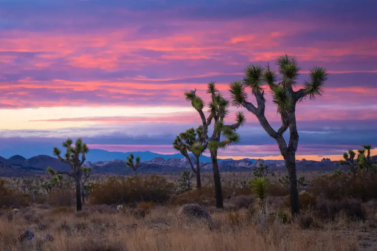 Un joven árbol de Joshua occidental crece en Quail Mountain, dentro del Parque Nacional Joshua Tree.