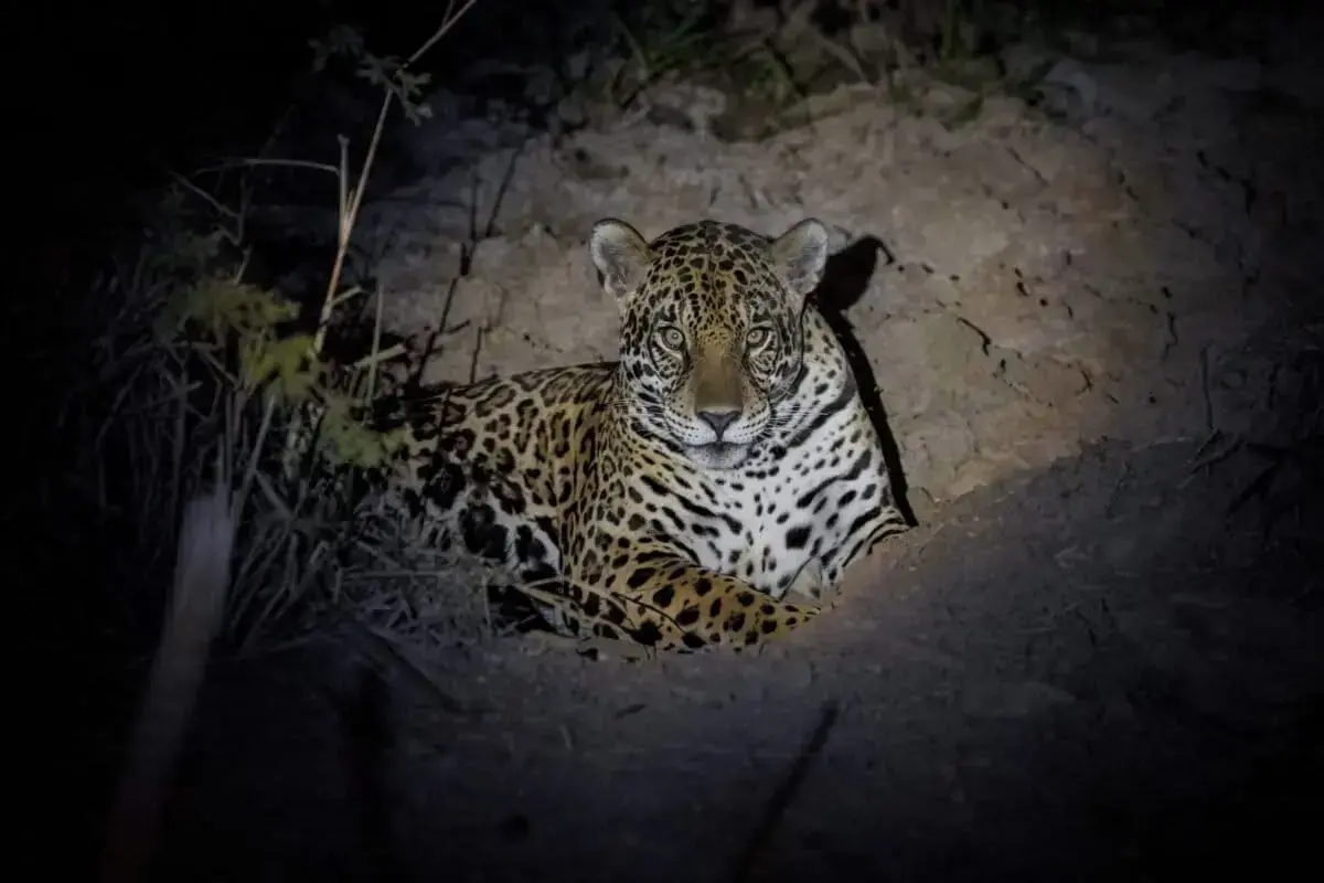 Un jaguar en el Pantanal brasileño.