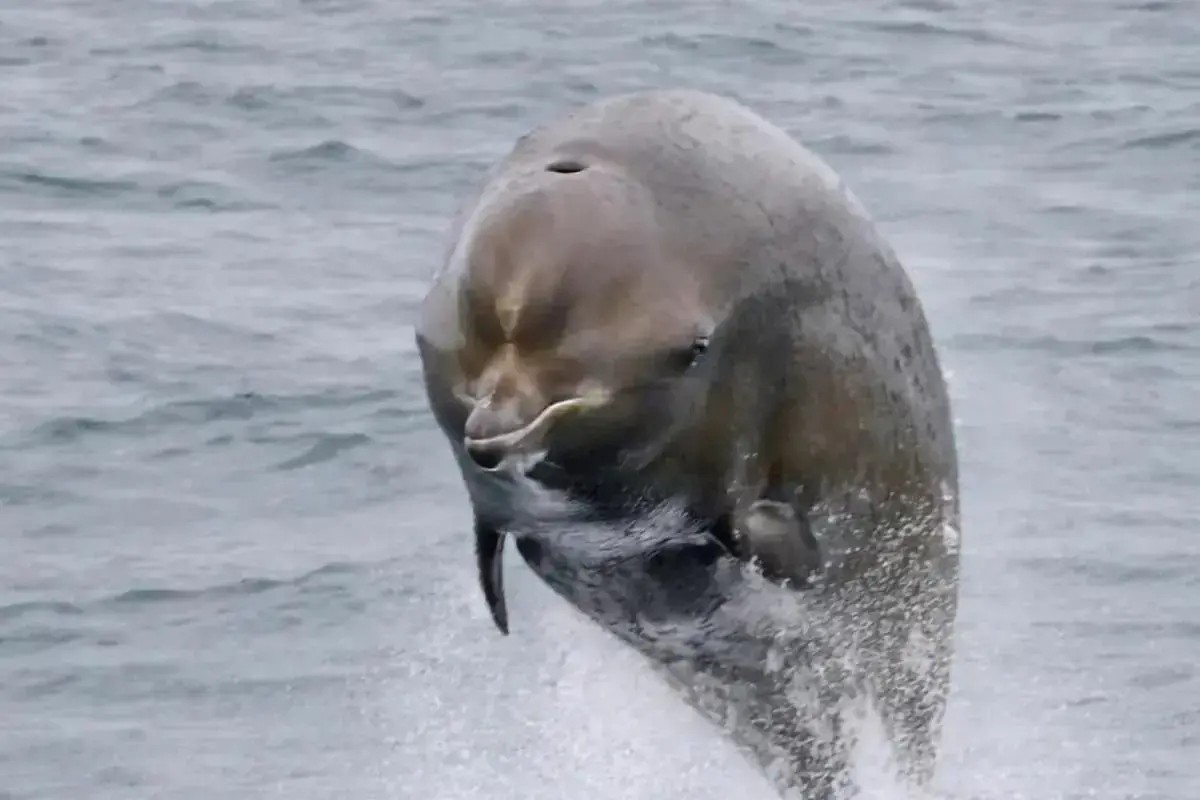 Un grupo de ballenas nariz de botella del norte en la superficie del Gully, Nueva Escocia.
