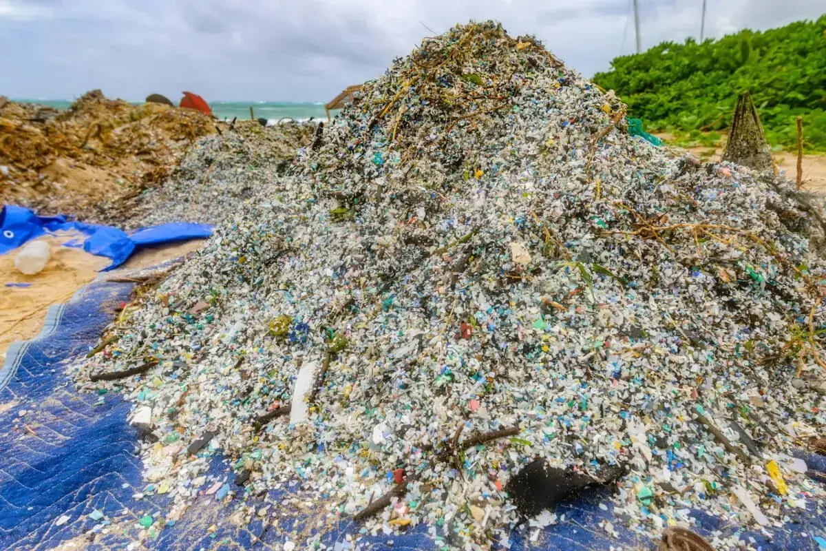 Un coral en la bahía de Kāneʻohe, Oʻahu.