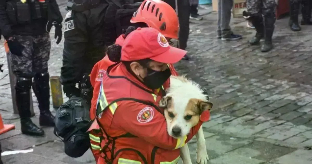 El cachorro que fue rescatado del incendio
