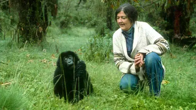 Dian Fossey trabajando con gorilas de montaña en Ruanda.