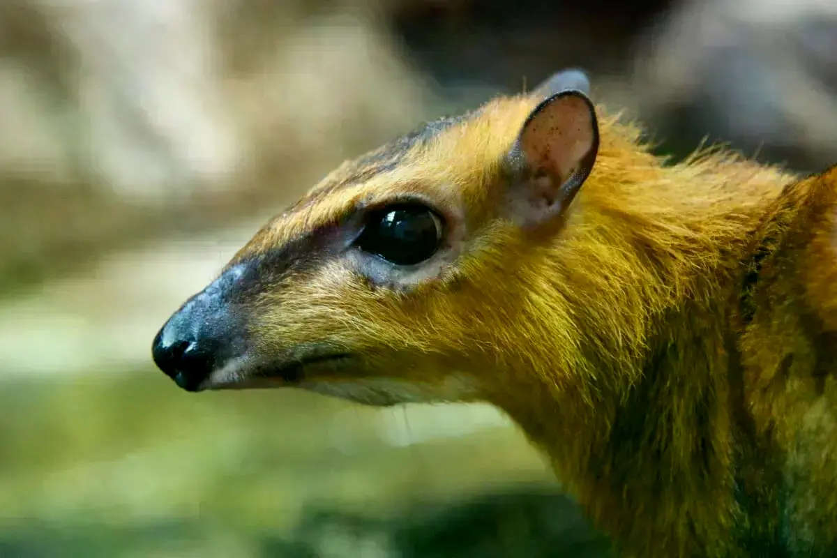 Un ciervo ratón mayor fotografiado por una cámara trampa en Pulau Ubin.