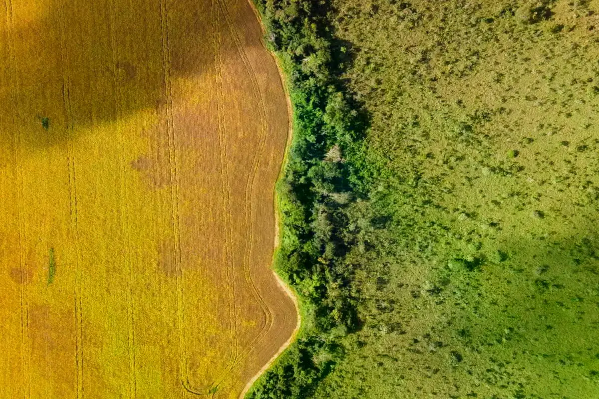 Extracción de açaí, que proporciona ingresos a comunidades locales mientras ayuda a conservar los bosques.