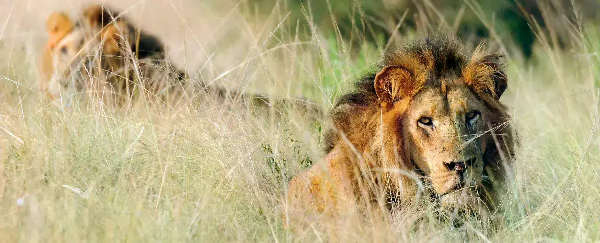 Un elefante africano en Uganda.