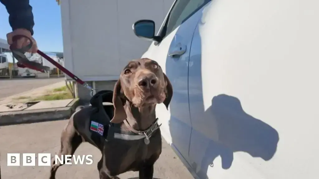 Adele, el perro detector financiado por Reino Unido, busca botes pequeños en camiones.