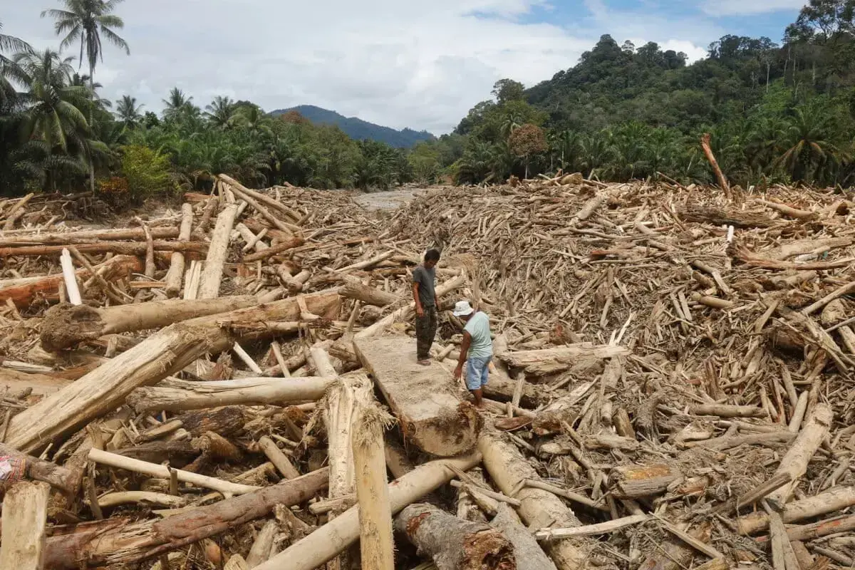 Un hombre camina sobre un tronco usado como puente tras una inundación en Batang Toru.