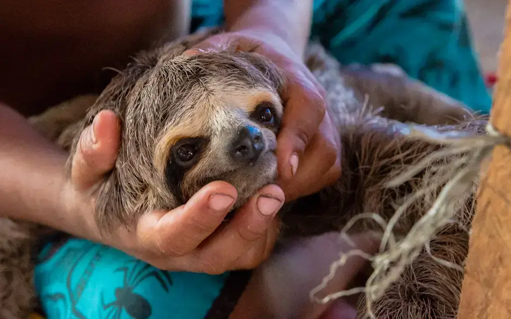 Un perezoso de tres dedos siendo exhibido a turistas en Manaos, Amazonas.